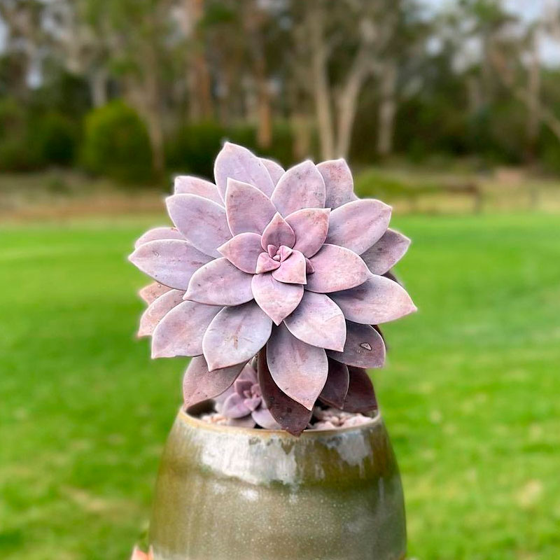 Graptopetalum superbum