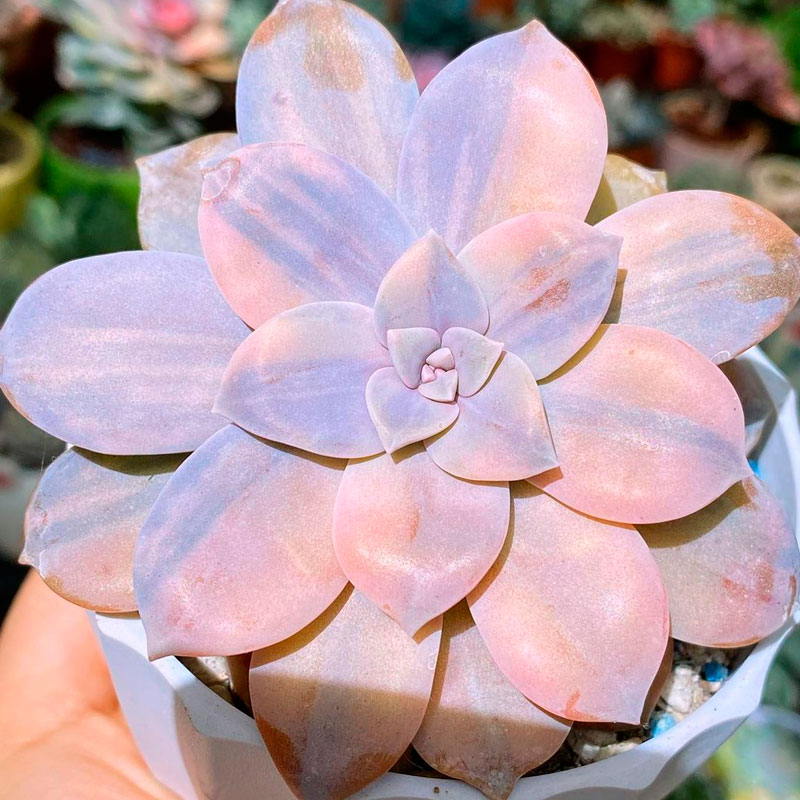 Graptopetalum superbum variegata