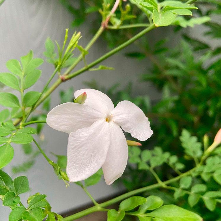 Jasminum grandiflorum