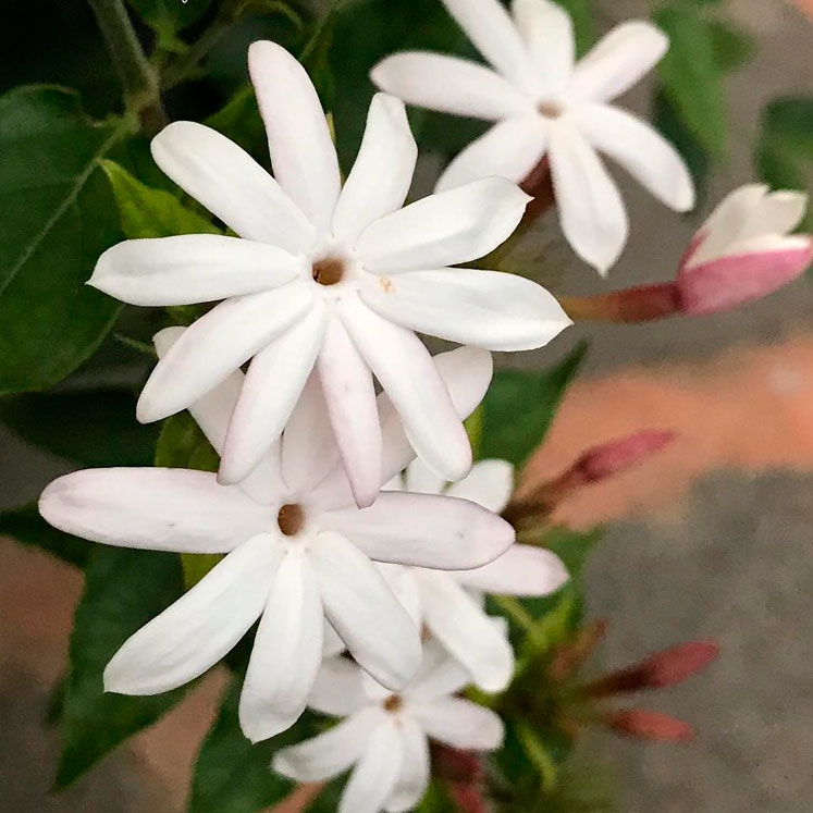 Jasminum multiflorum