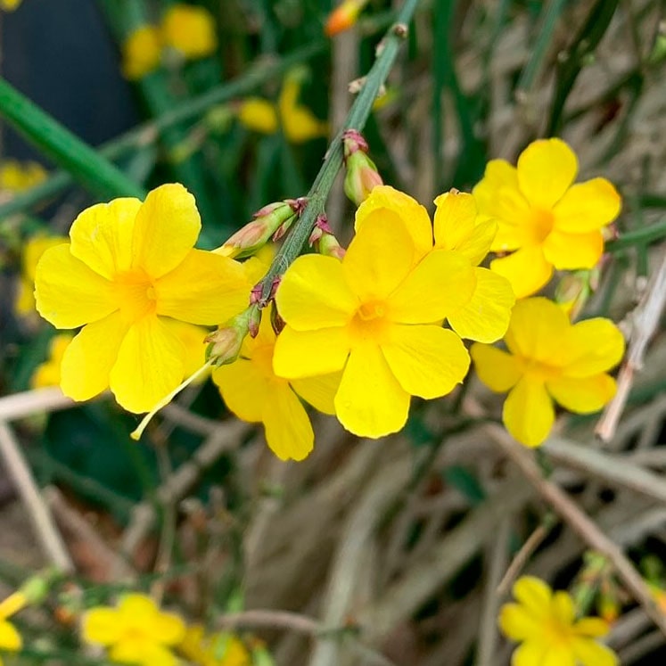 Jasminum nudiflorum