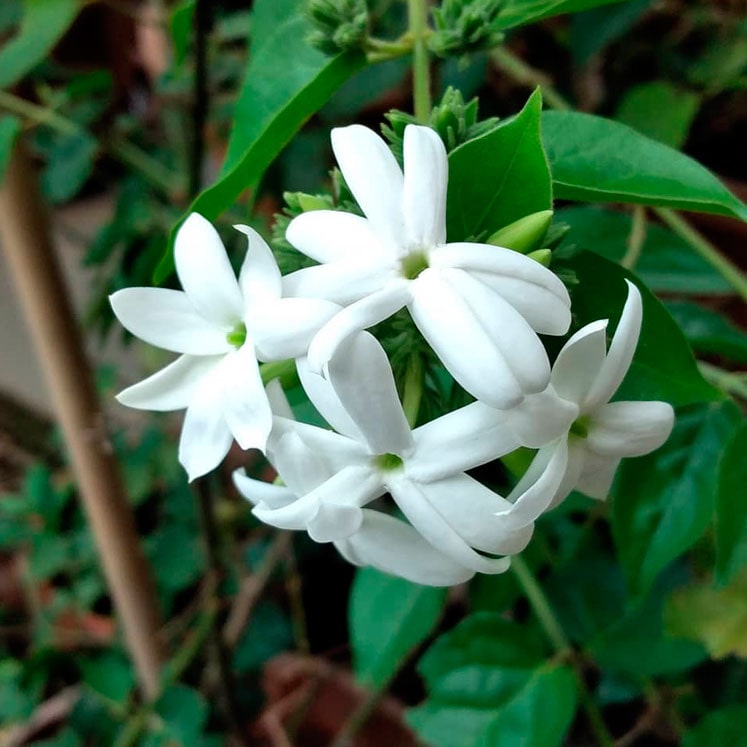 Jasminum officinale