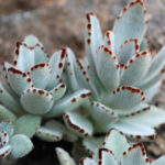 Kalanchoe tomentosa