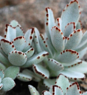 Kalanchoe tomentosa