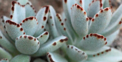 Kalanchoe tomentosa