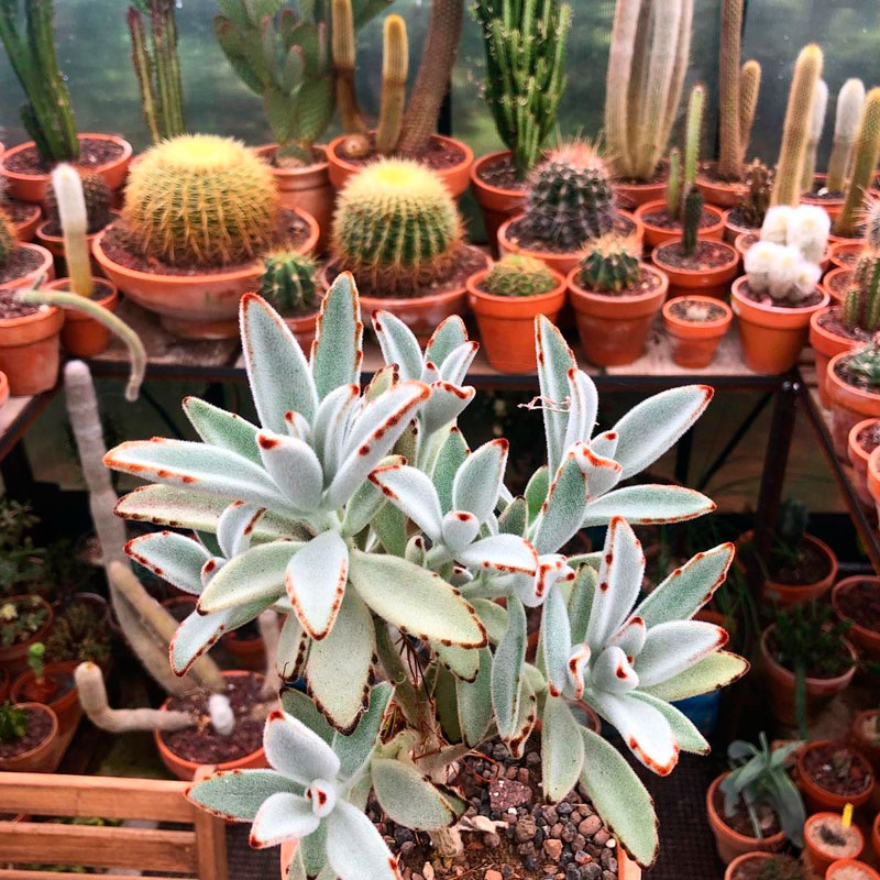 Kalanchoe tomentosa