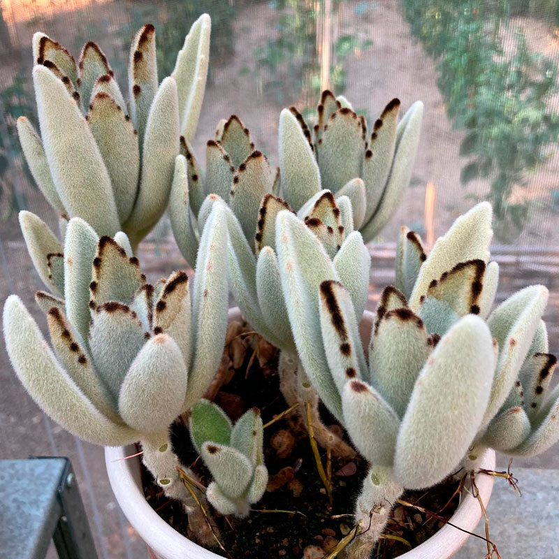 Kalanchoe tomentosa