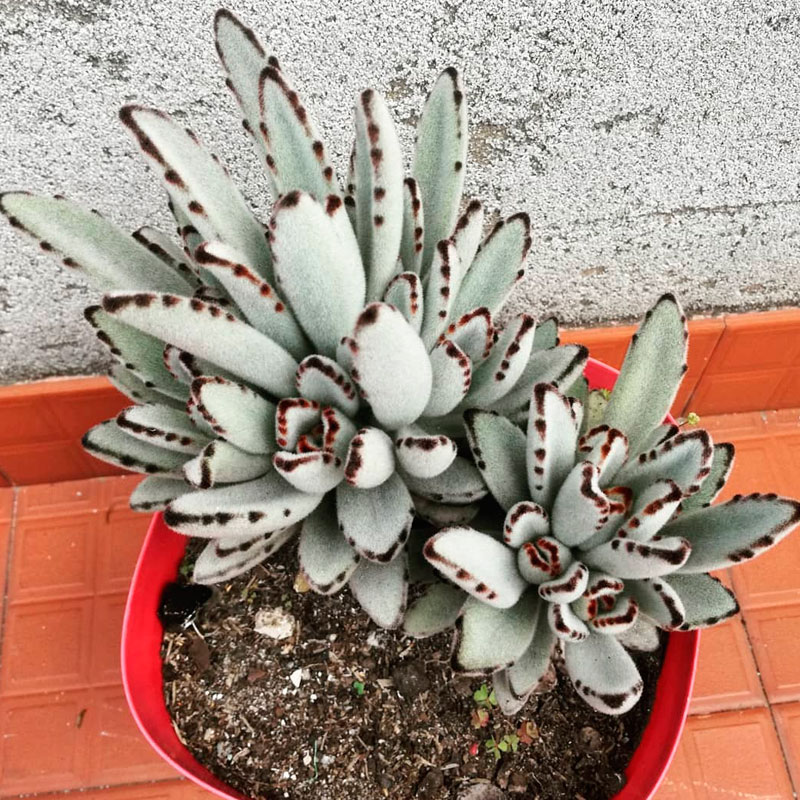 Kalanchoe tomentosa