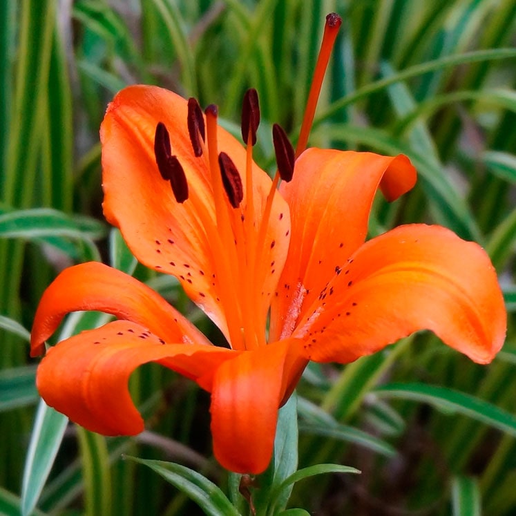 Lilium Asiático