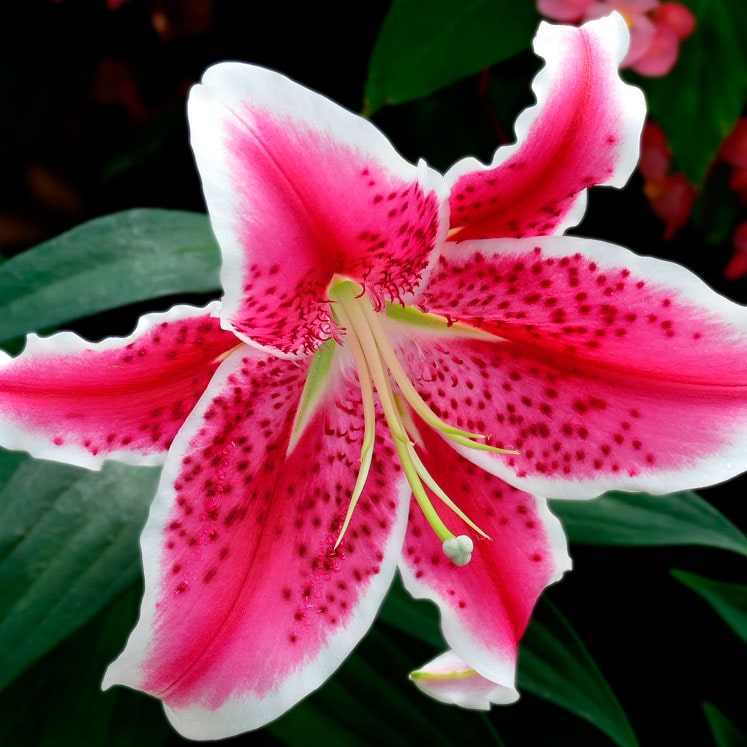 Lilium Oriental