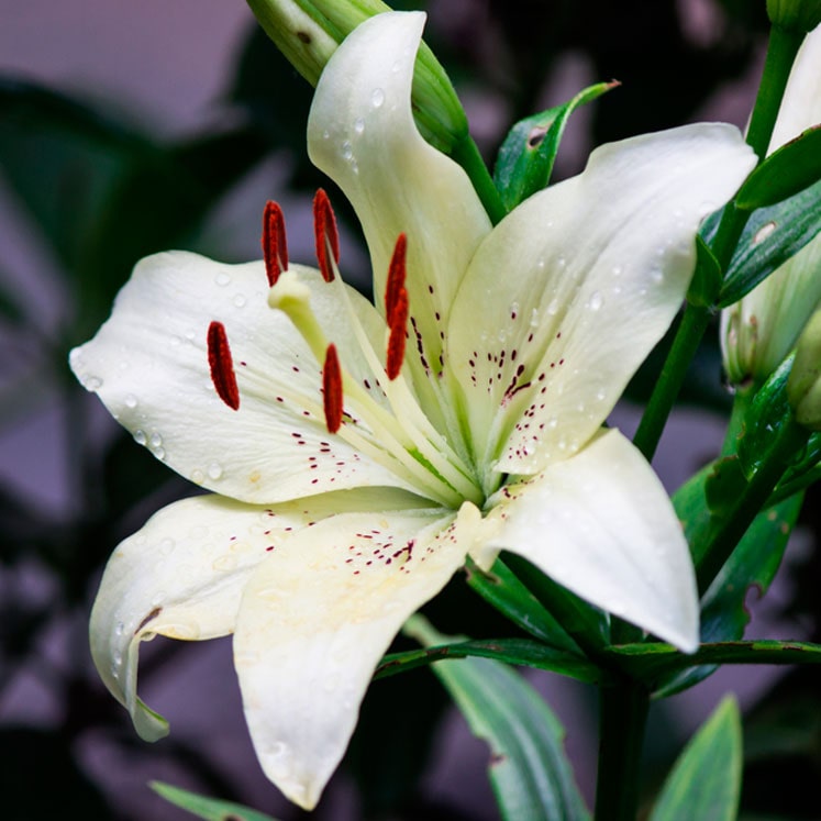 Lilium candidum