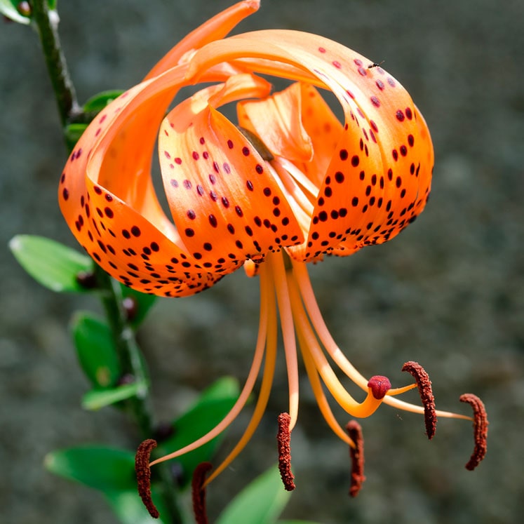 Lilium lancifolium o lirio de tigre