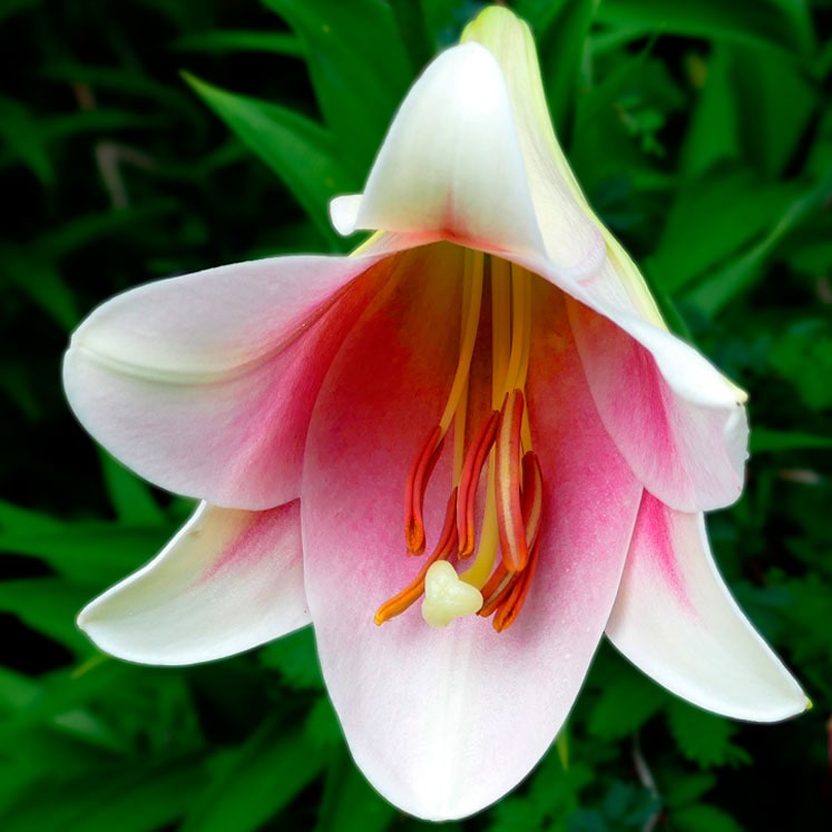 Lilium longiflorum