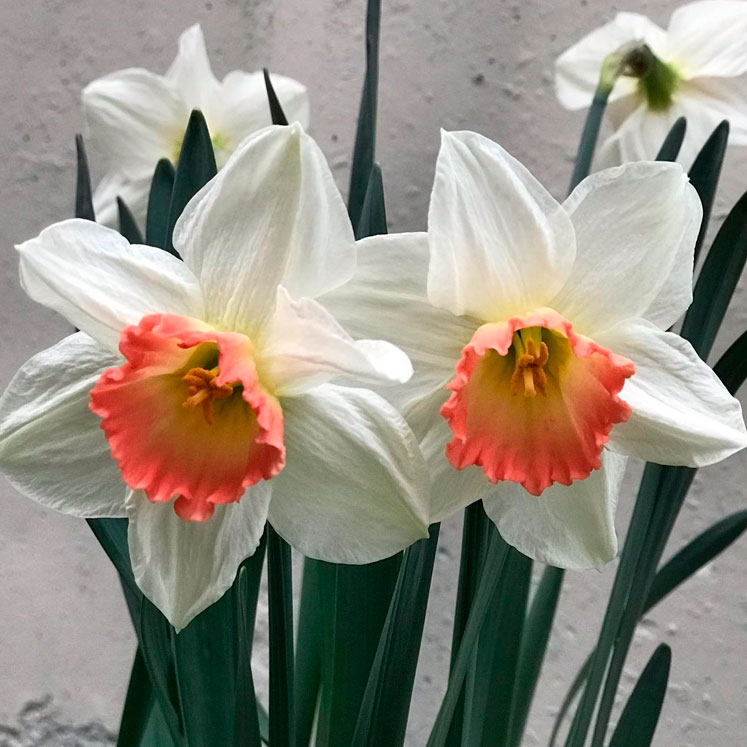 Narcissus Precocious