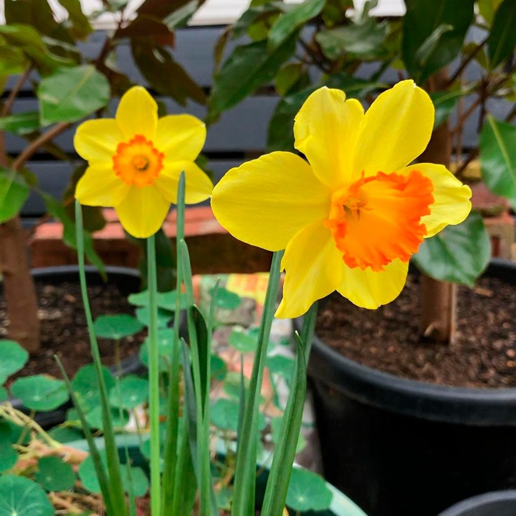 Narcissus Red Devon