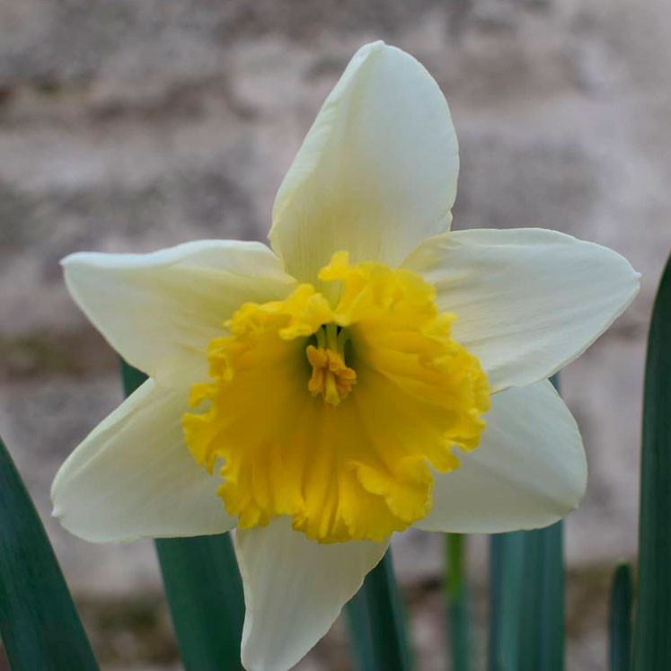 Narcissus ice follies