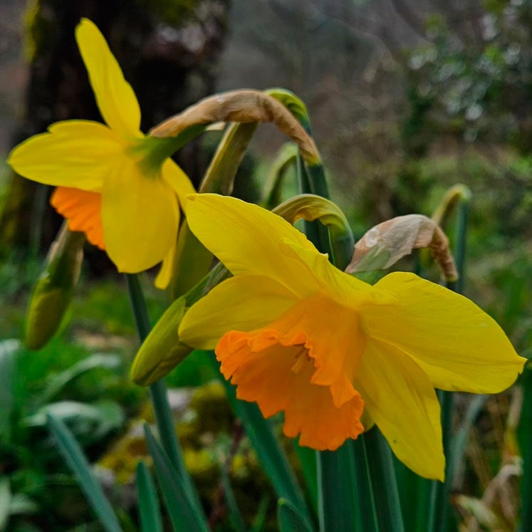 Narcissus jonquilla