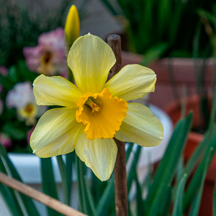 Narcissus pseudonarcissus