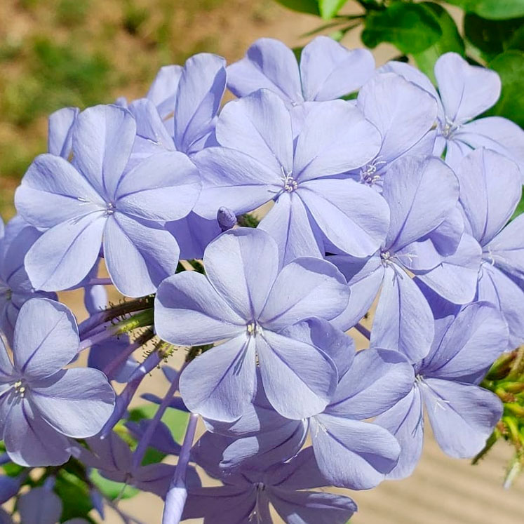 Plumbago azul