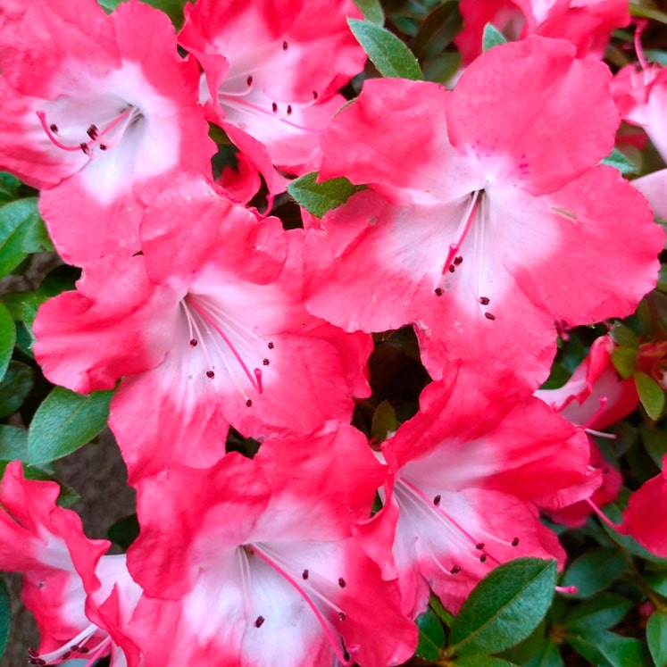 Rhododendron indicum