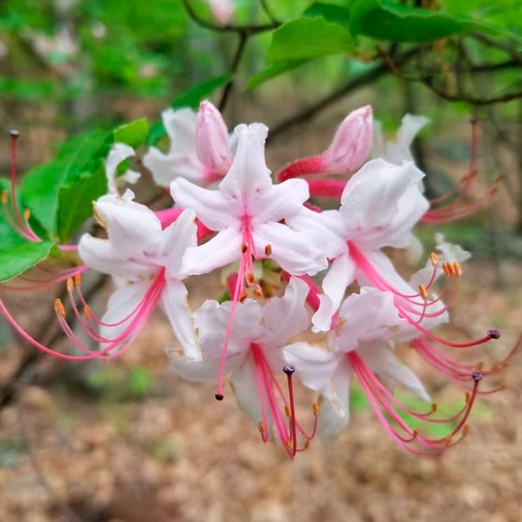 Rhododendron nudiflorum