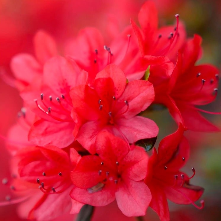 Rhododendron obtusum