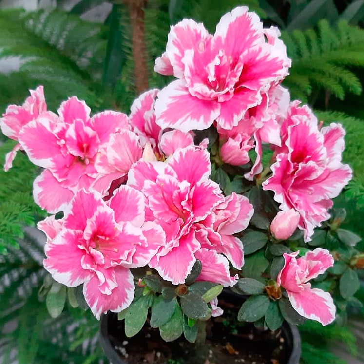 Rhododendron simsii