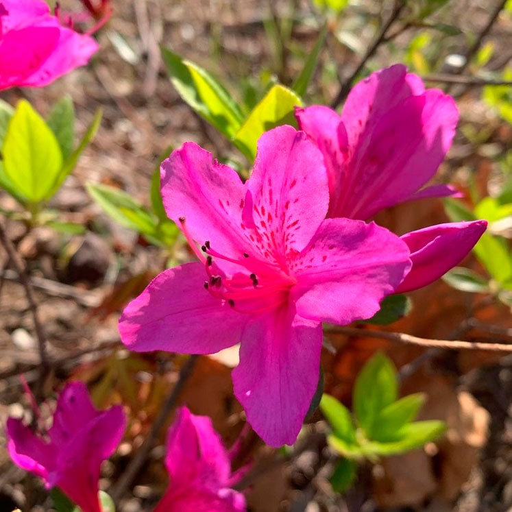 Rhododendron yedoense