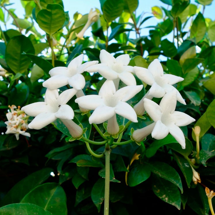 Stephanotis floribunda