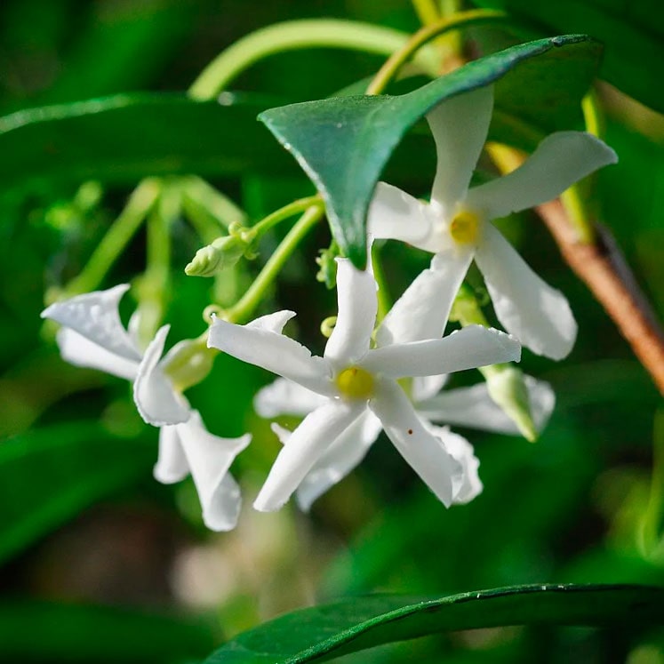 Trachelospermum jasminoides