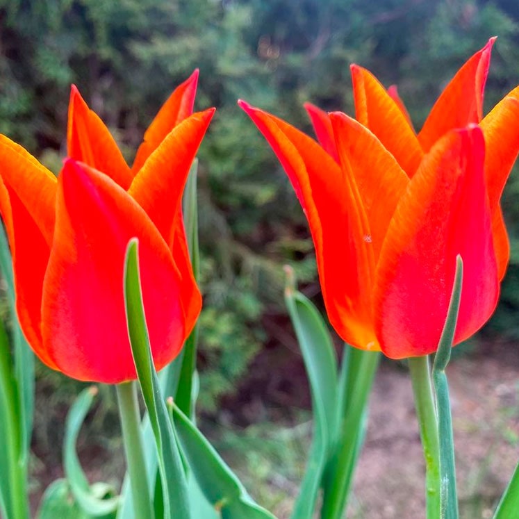 Tulipán Ballerina