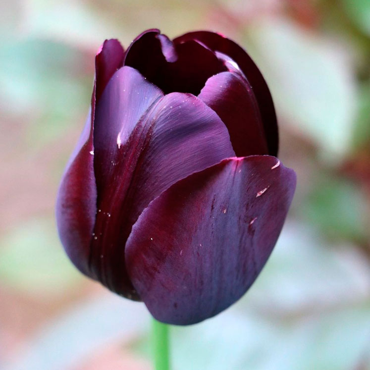 Tulipán Reina de la noche o Queen of the night