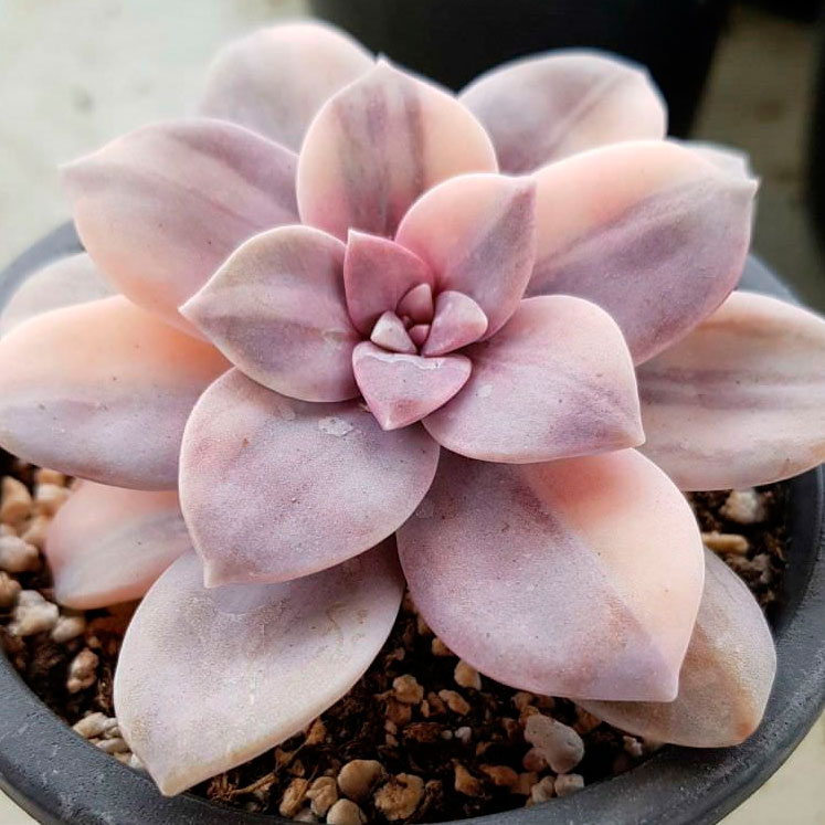 Graptopetalum superbum variegata