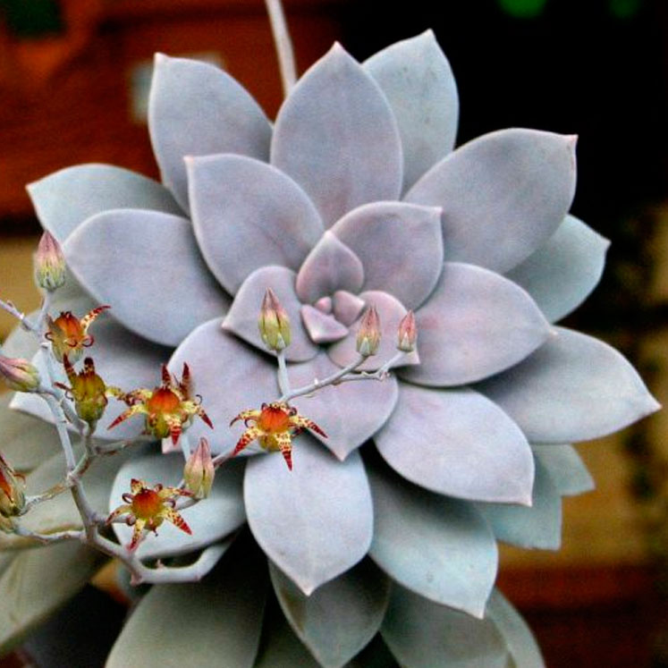 Graptopetalum superbum