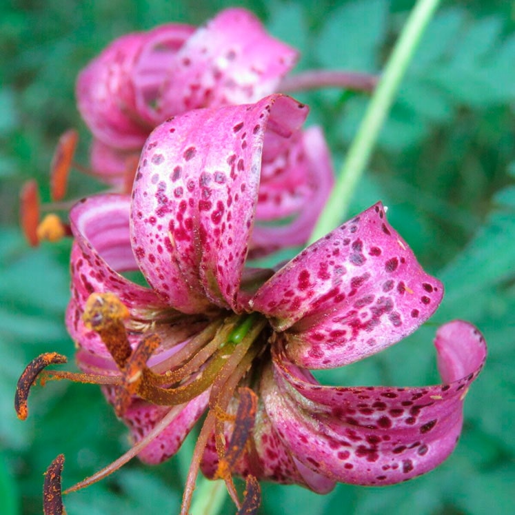 lilium Martagón