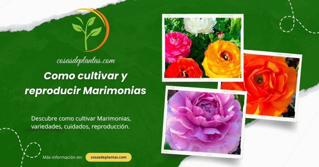 Como cultivar y reproducir Marimonias