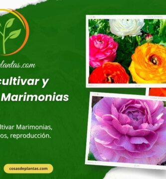 Como cultivar y reproducir Marimonias