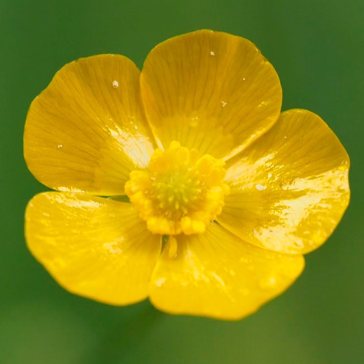 Ranunculus acris