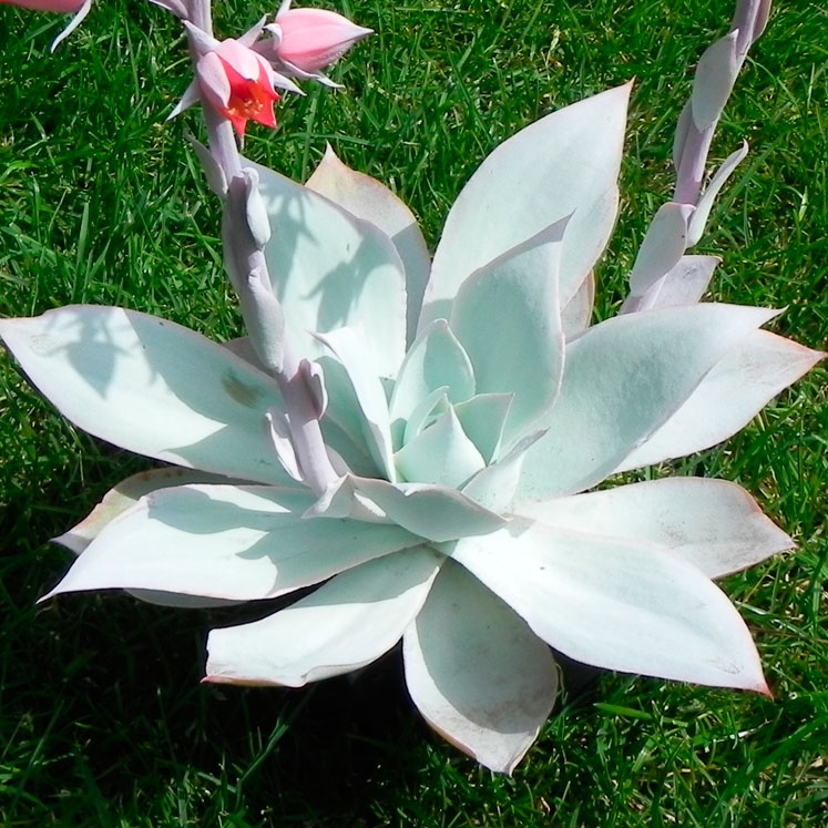 Echeveria Cante