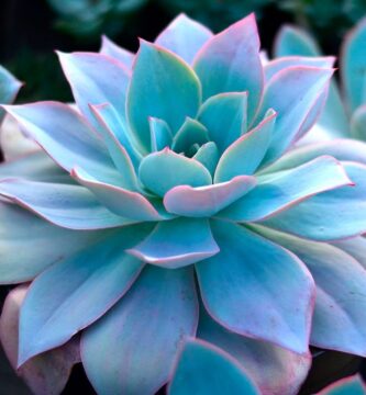 Echeveria Cante