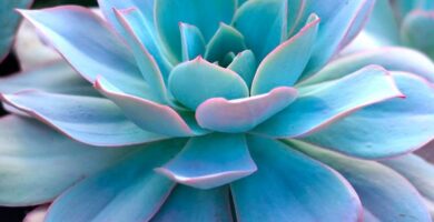 Echeveria Cante