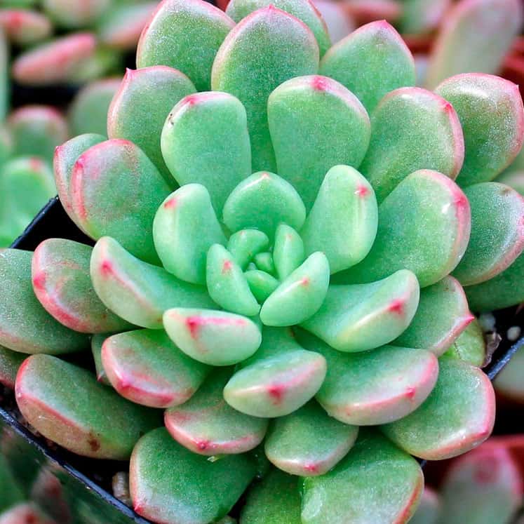 Graptoveria Bashful