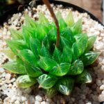 Haworthia cooperi