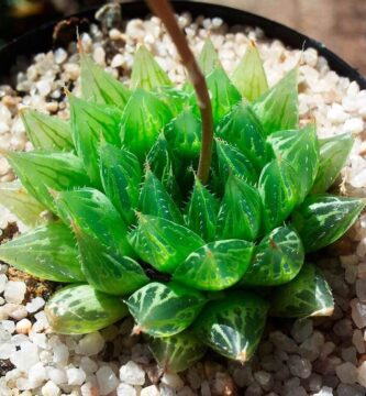 Haworthia cooperi