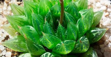 Haworthia cooperi