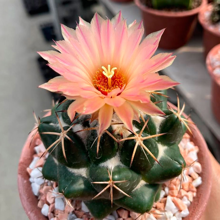 Cactus Coryphantha