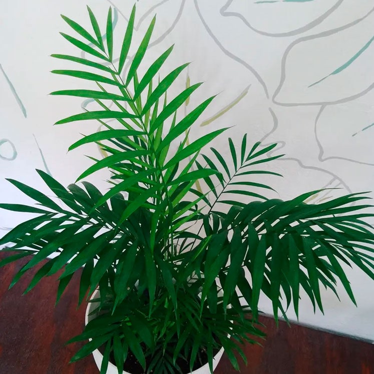 Chamaedorea