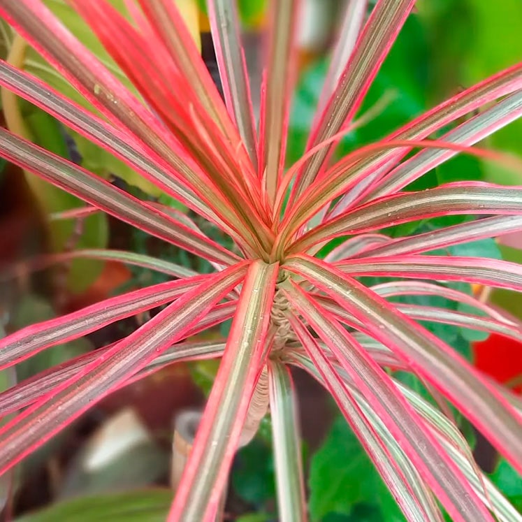 Drácena marginata