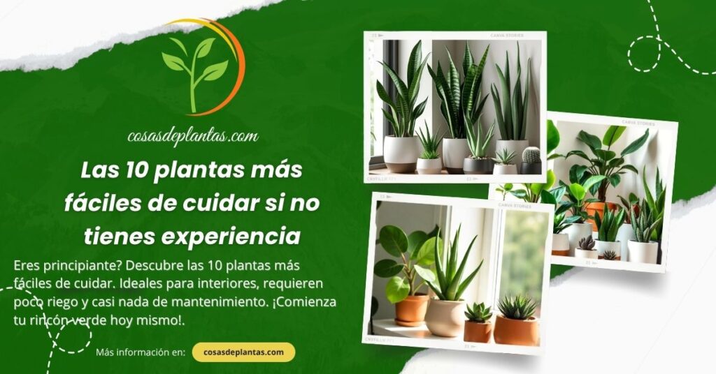 10 plantas más fáciles de cuidar si no tienes experiencia