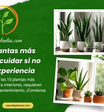 10 plantas más fáciles de cuidar si no tienes experiencia